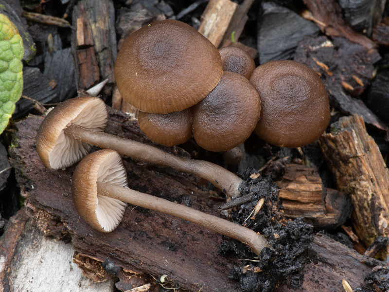 Tephrocybe anthracophila